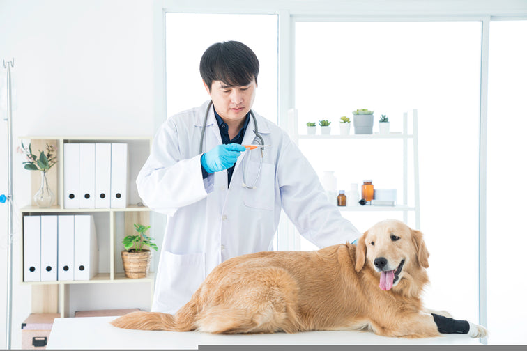 Do Veterinary Clinics Use Autoclaves?