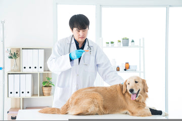 Do Veterinary Clinics Use Autoclaves